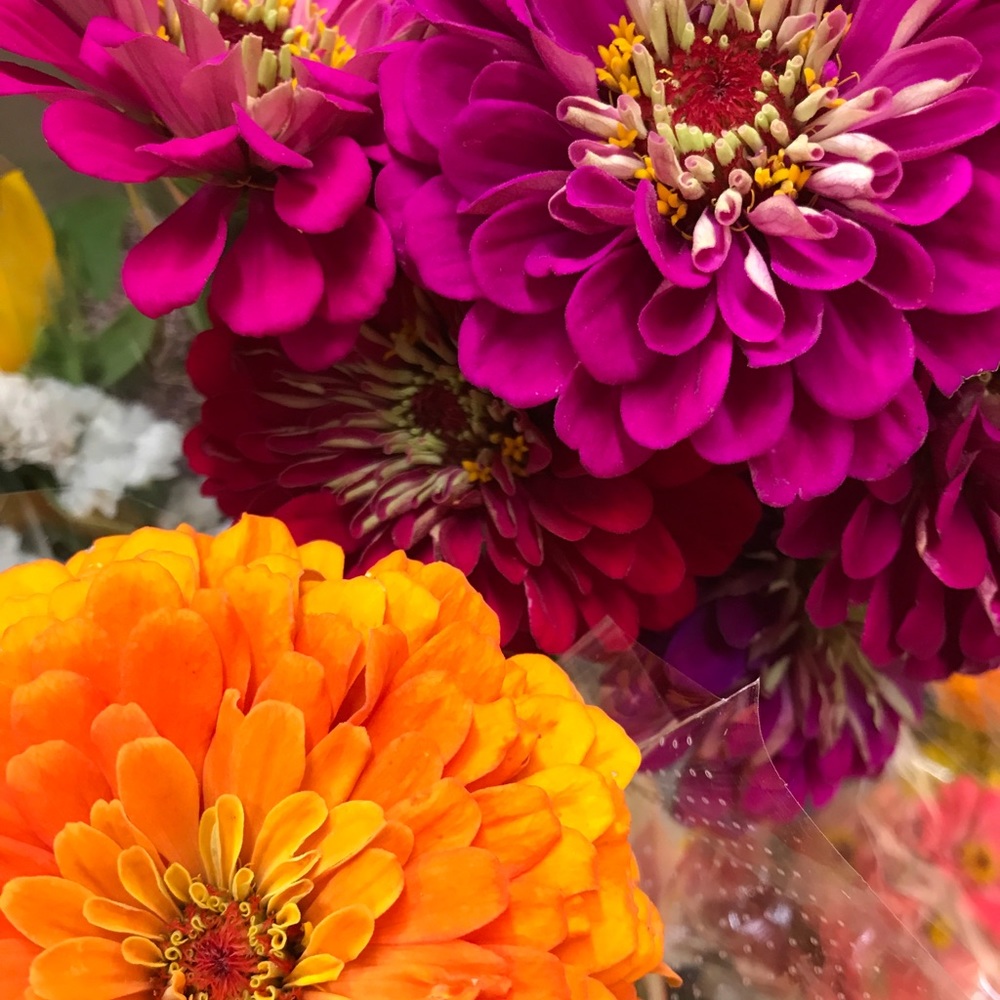 Meet your Posher, Raquel